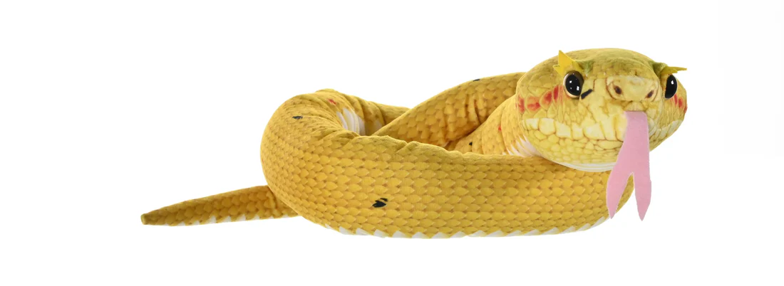 Snake Eye Lash Viper