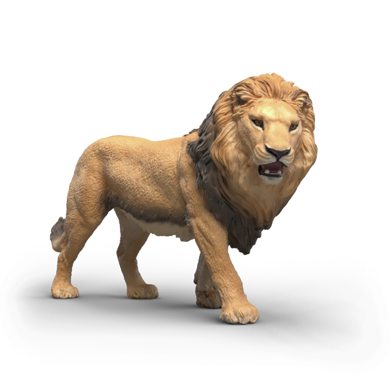 African Lion