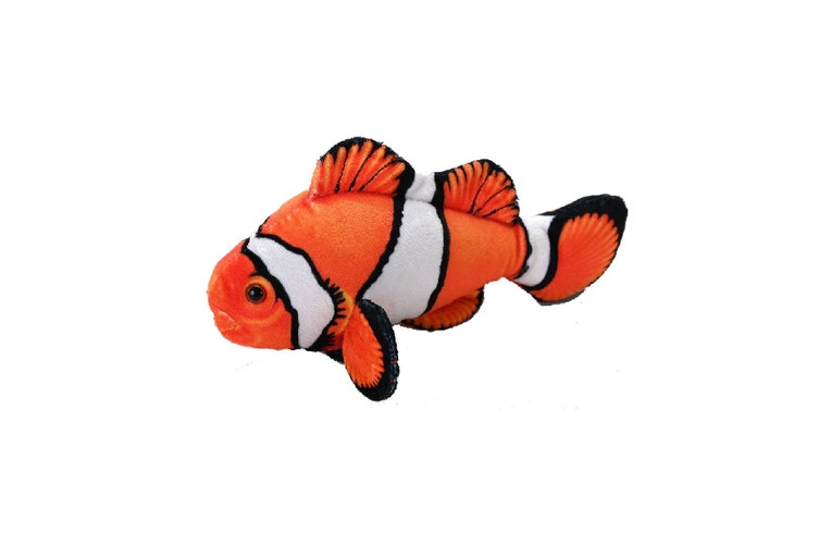Coral Reef Clown Fish