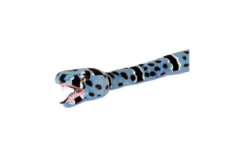 Blue Rock Snakess
