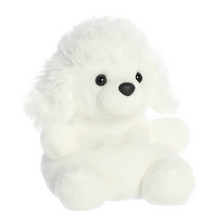 Lulu Poodle