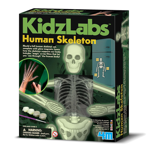 KidzLabs - Glow Human Skeleton