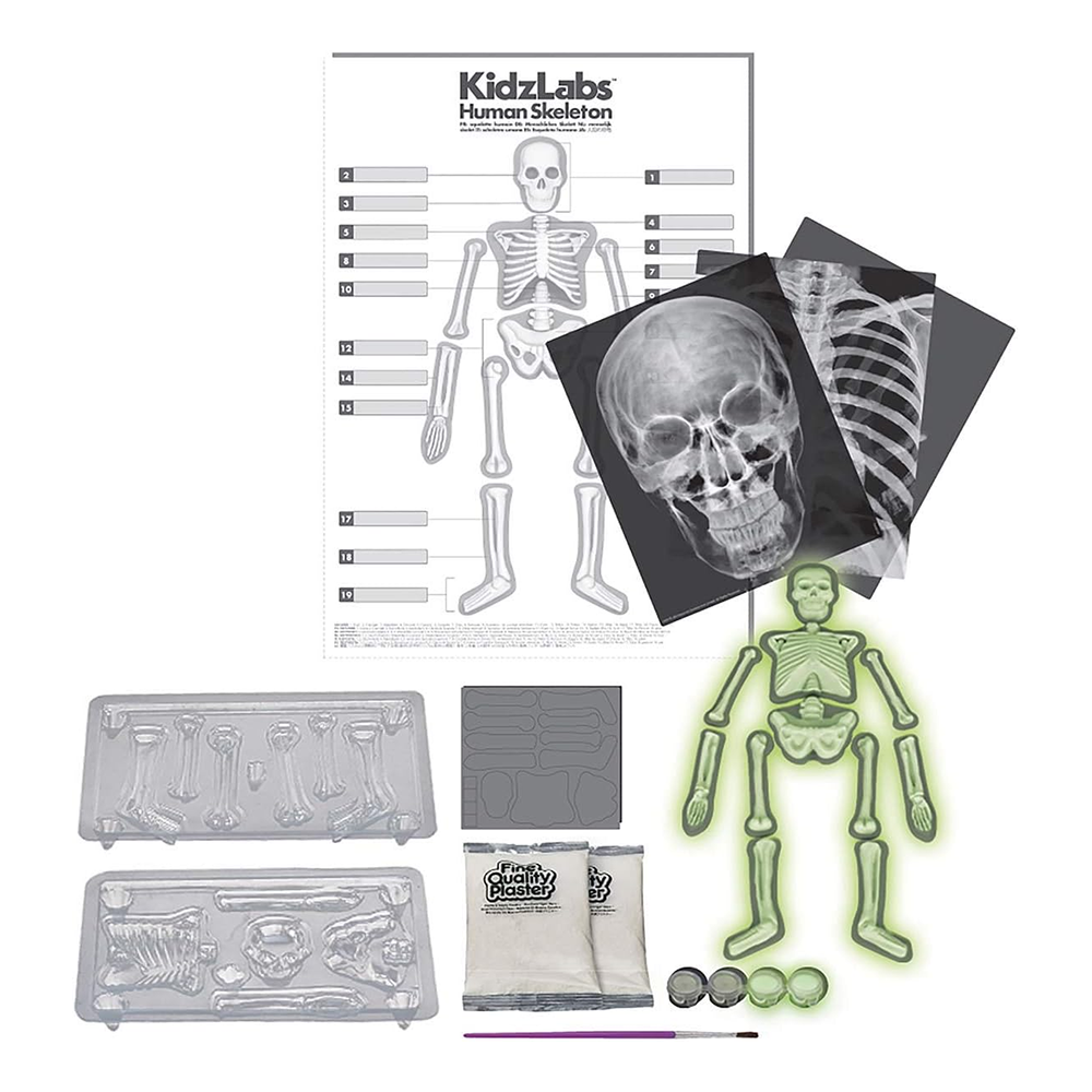 KidzLabs - Glow Human Skeleton