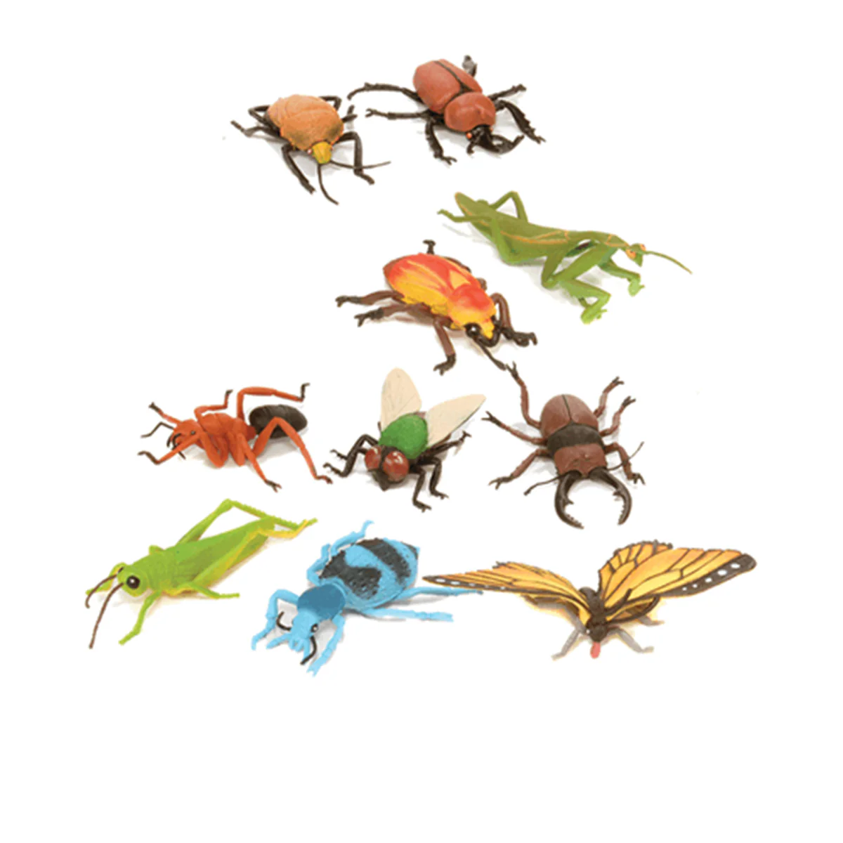 Insect Collection - Bio