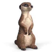 Meerkat