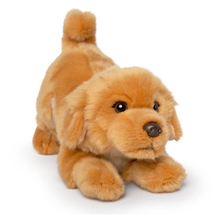 Golden Retriever Playful Pup