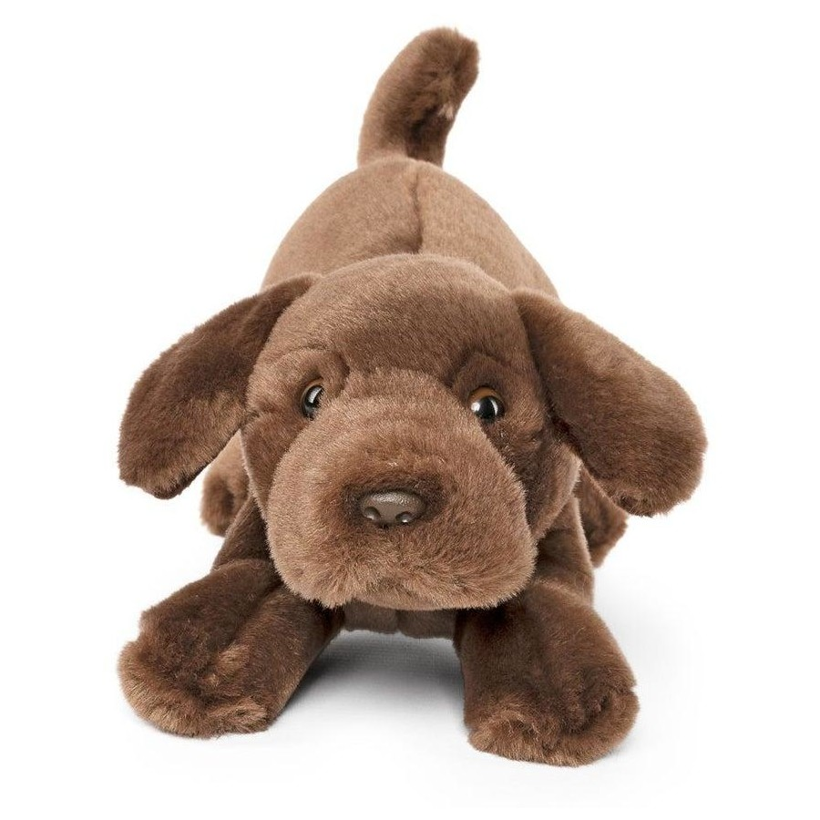 Chocolate Lab Playful Pup