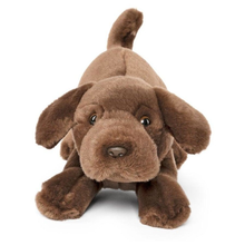 Chocolate Lab Playful Pup