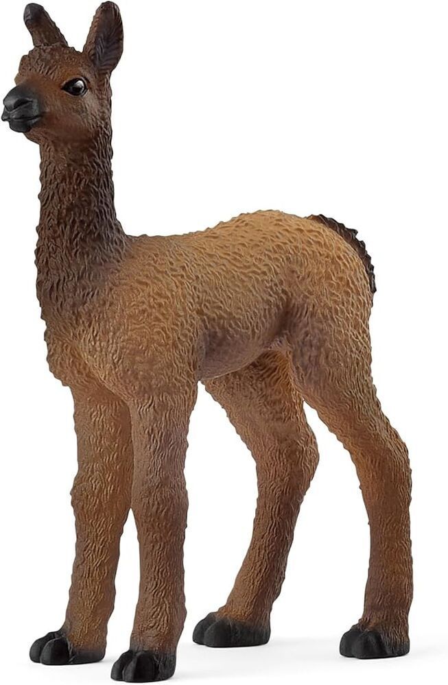 Llama Foal