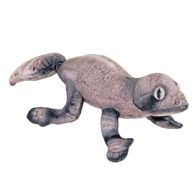 Coilkins Leaf-Tailed Gecko