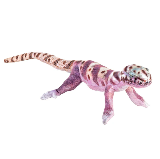 Coilkins Western Banded Gecko