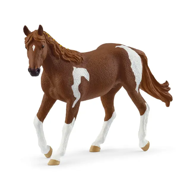 Paint  Horse Mare