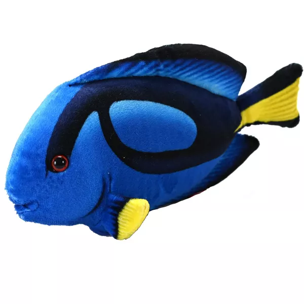 Coral Reef Surgeonfish