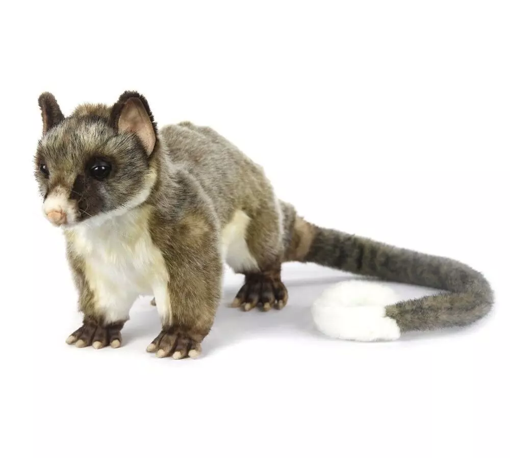 Brush Tail Possum Standing
