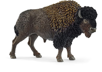 Bison