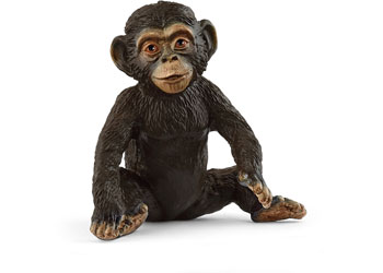 Chimpanzee Cub
