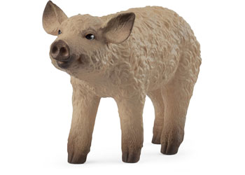 Mangalica Piglet