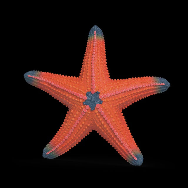 Colour-changing Starfish