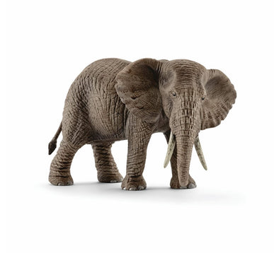 African Elephant Female