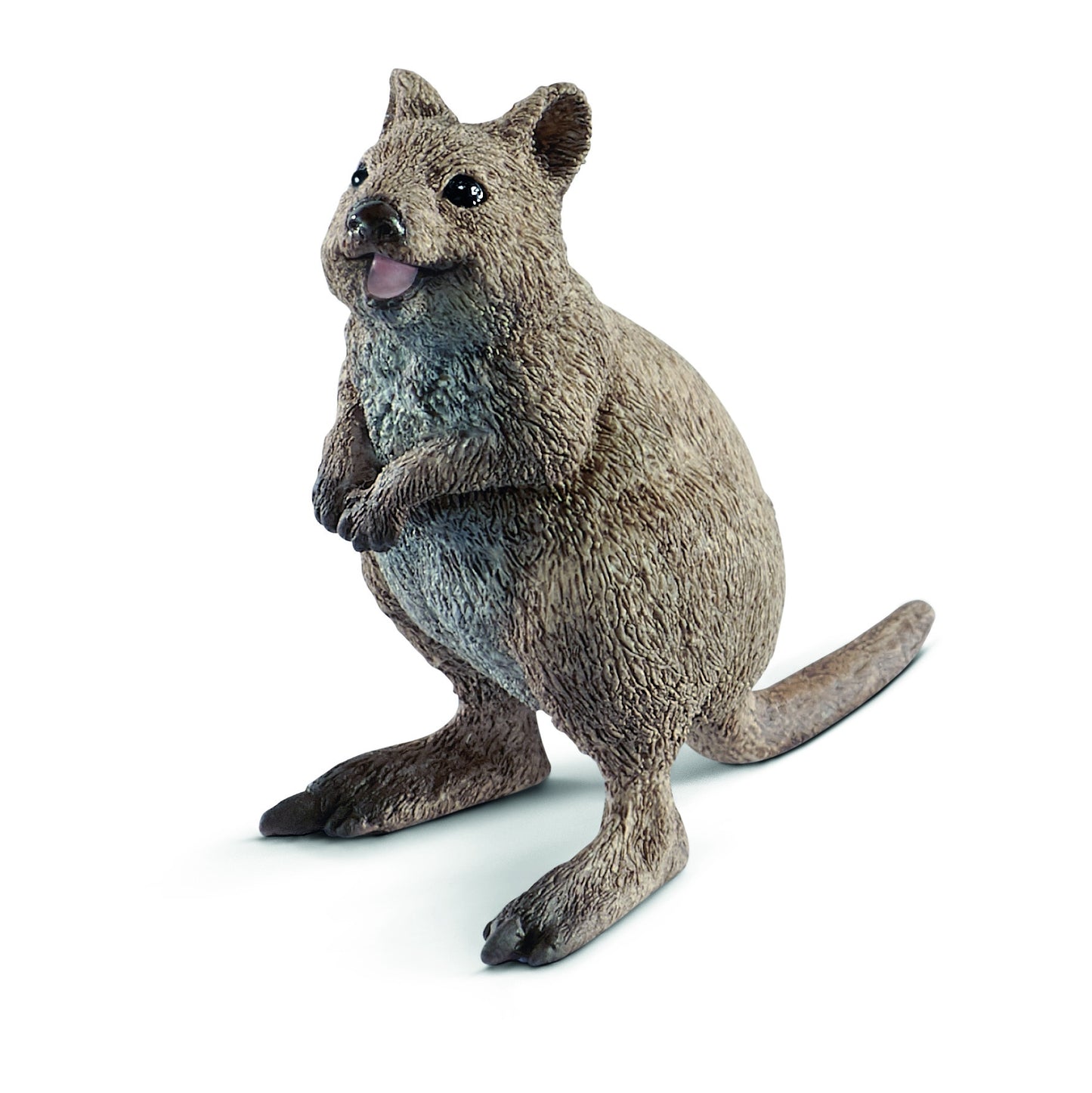 Quokka