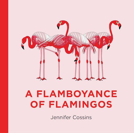 A Flamboyance of Flamingos