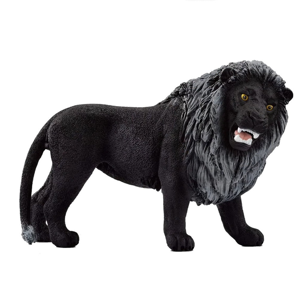 Black Lion Roaring
