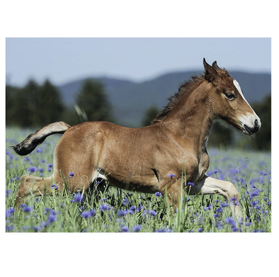 150 pc Puzzle - Foal in the Meadow