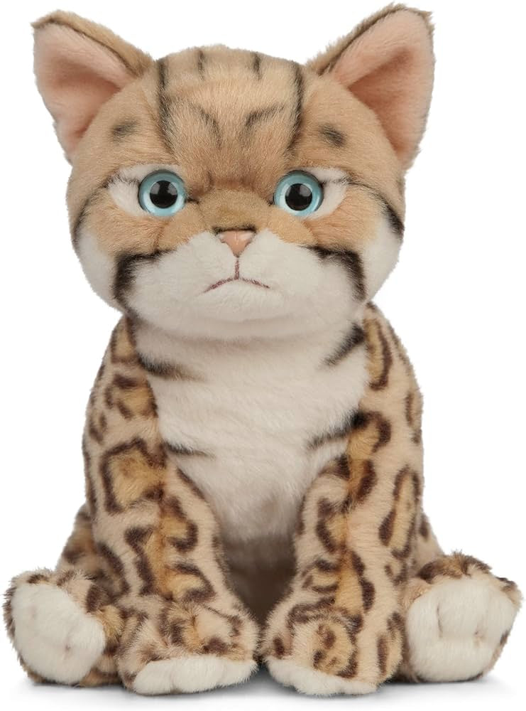 Bengal Kitten