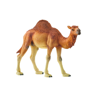 Dromedary Arabian Camel