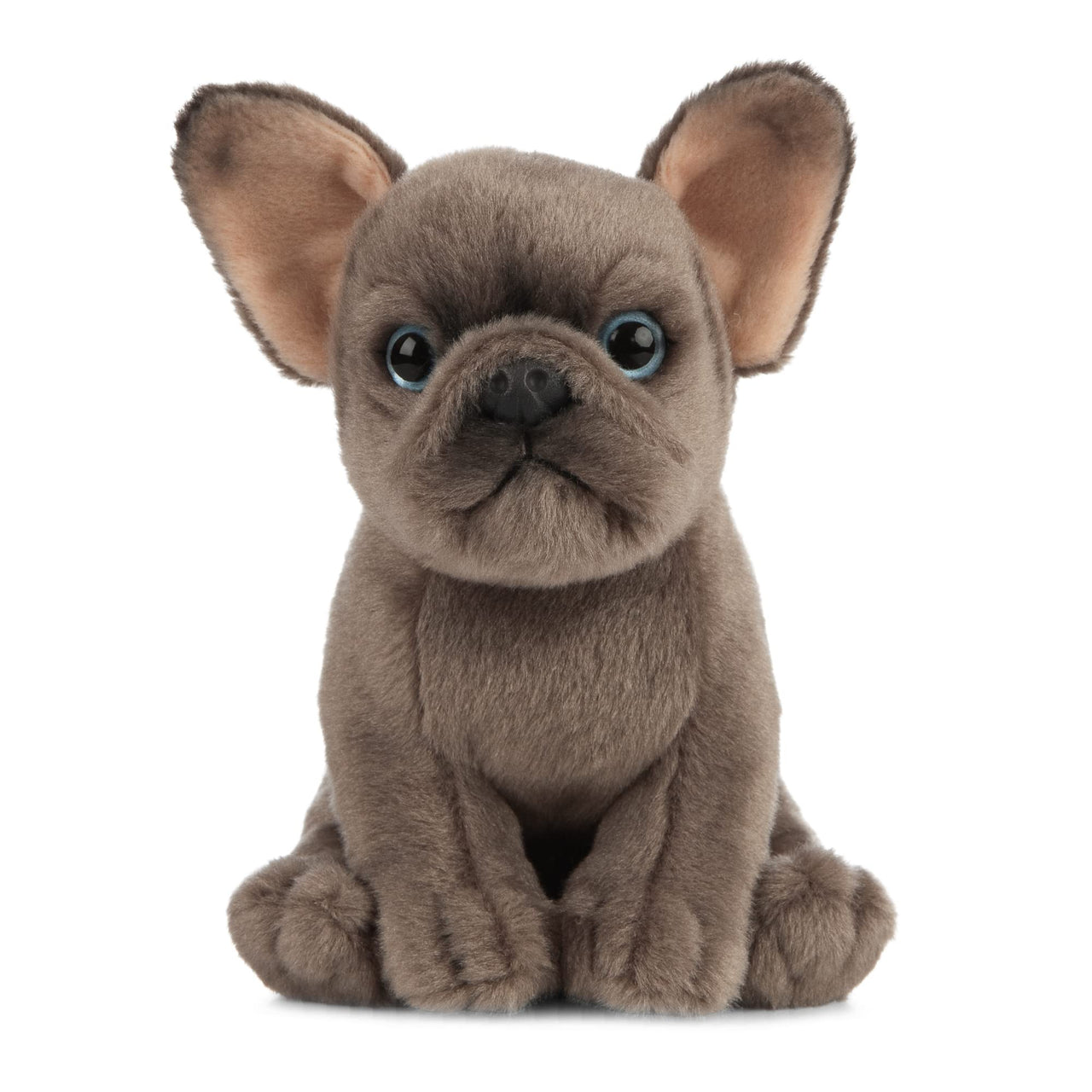 French Bulldog Puppy