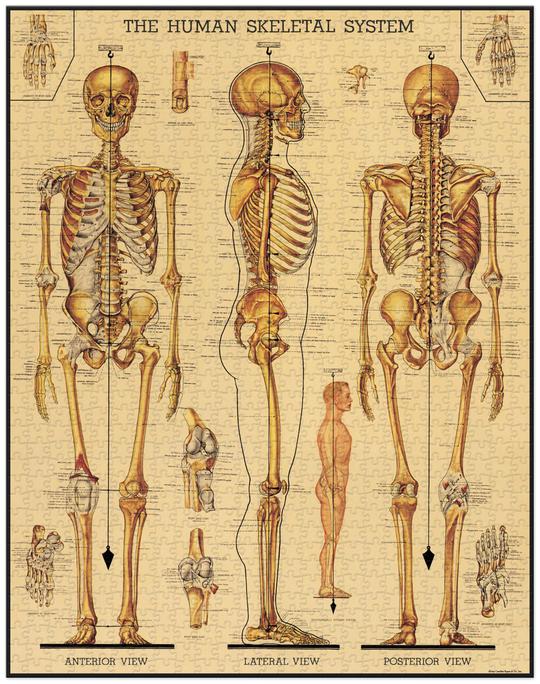 1000 pc Vintage Puzzle - Skeletal System