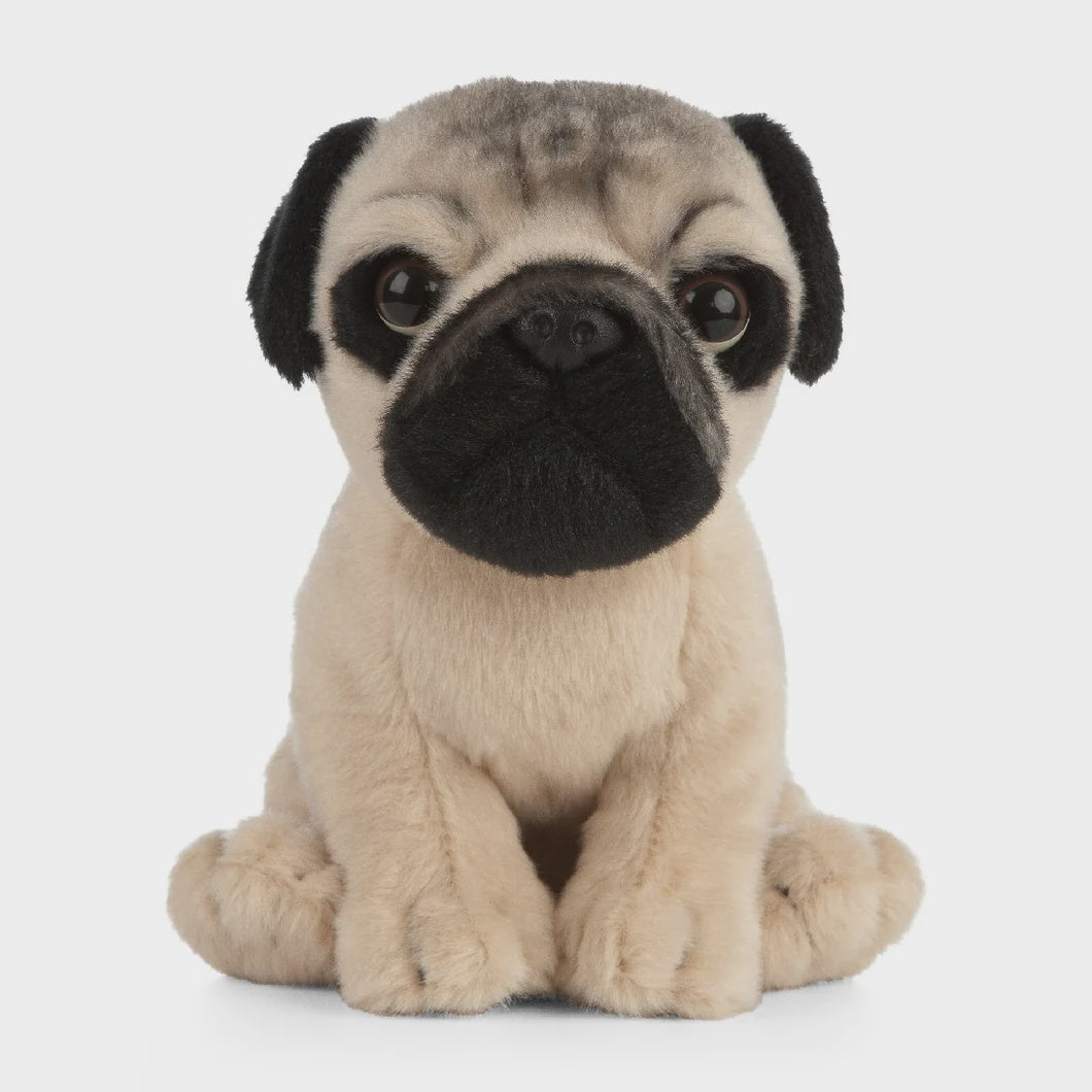 Pug Puppy