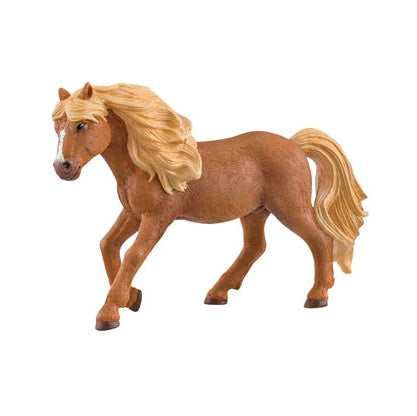 Iceland Pony Stallion