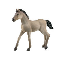 Criollo Definitivo Foal